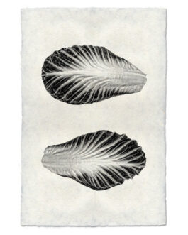 Endive Handmade Paper Wall Art Print