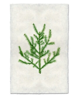 Balsam Fir Handmade Paper Wall Art Print