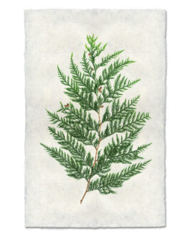 Red Cedar Handmade Paper Wall Art Print