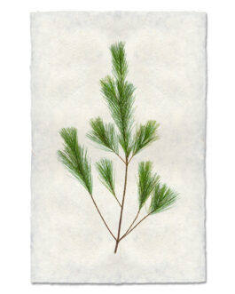 Pine Handmade Paper Wall Art Print