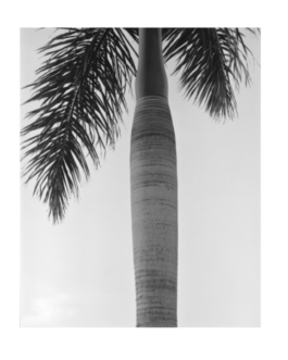 Black and White Palm Tree Photograph By Little Wish