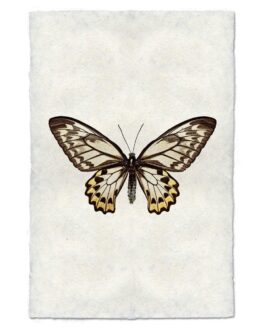 Butterfly Handmade Paper Wall Art Print
