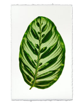 Green Calathea Leaf  on English Watercolor Wall Art Print