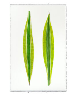Green Draecena on English Watercolor Wall Art Print