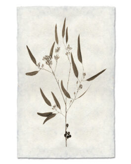 Eucalyptus  Handmade Paper Wall Art Print