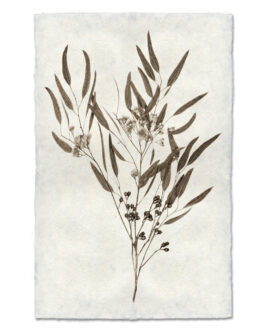 Eucalyptus  Handmade Paper Wall Art Print