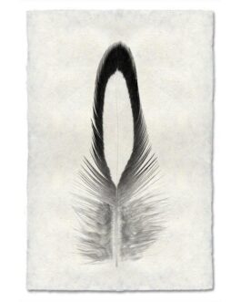 Lady Amherst Pheasant Feather Study Handmade Paper Wall Art Print