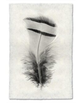 Partridge Feather Study Handmade Paper Wall Art Print