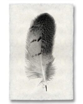 Owl Feather Study  Handmade Paper Wall Art Print