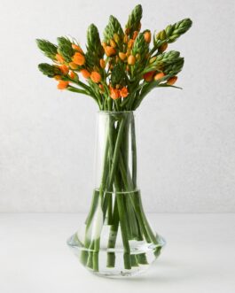 Marco Glass Vase