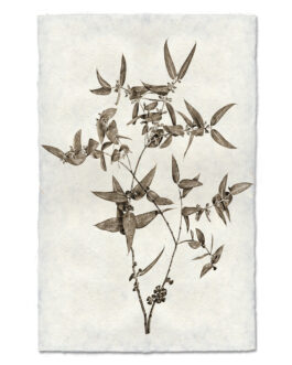 Eucalyptus  Handmade Paper Wall Art Print