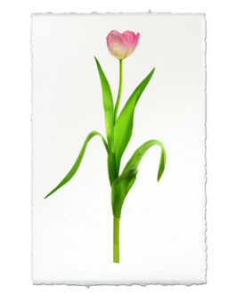 Pink Tulip on English Watercolor Wall Art Print