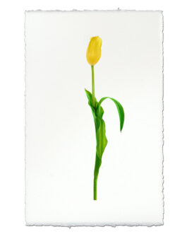 Yellow Tulip on English Watercolor Wall Art Print