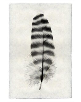 Hen Feather Study Handmade Paper Wall Art Print