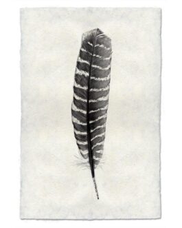 Wild Turkey Feather Study Handmade Paper Wall Art Print