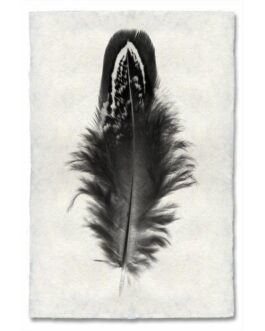 Mallard Duck Feather Study  Handmade Paper Wall Art Print