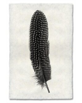 Pheasant Feather Study  Handmade Paper Wall Art Print