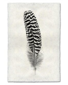 Peacock Quill Feather Study Handmade Paper Wall Art Print