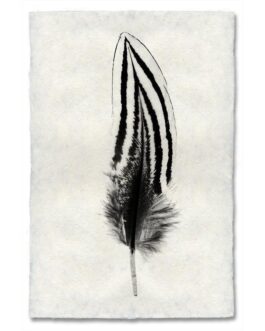 Silver Pheasant Feather Study  Handmade Paper Wall Art Print