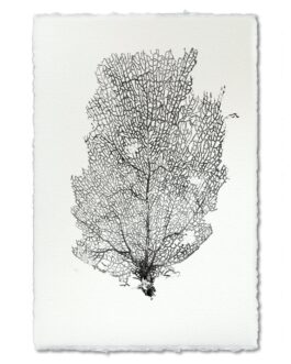Black Sea Fan Handmade Paper Wall Art Print